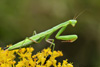 Mantodea Orthoptera Odonata Coleoptera